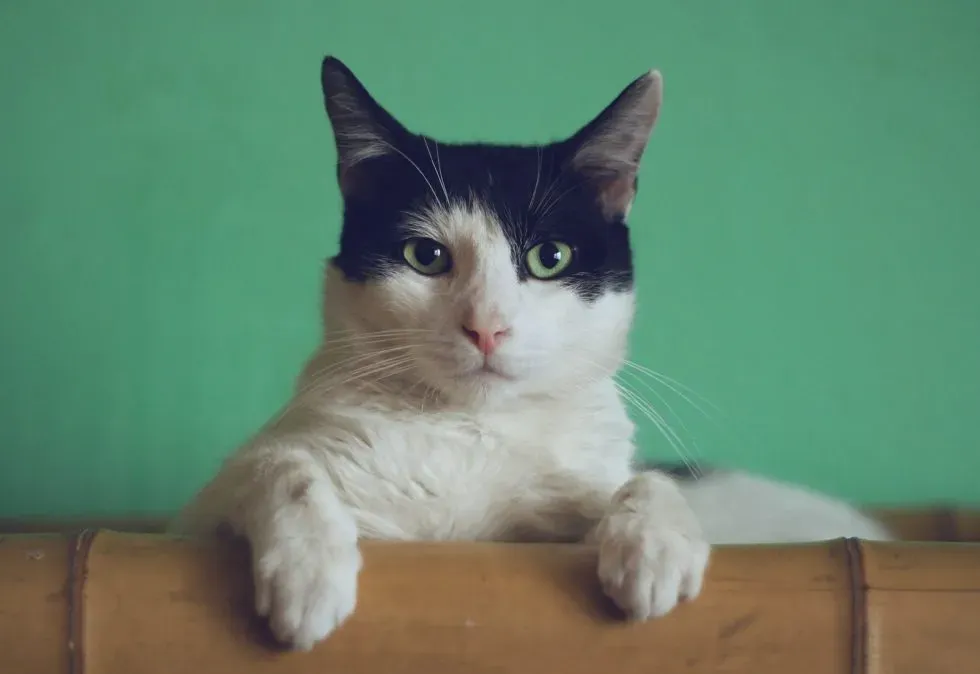 3 Ways Pet Dental Disease Affects Your Senior Pet's Health