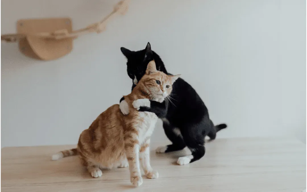 3 Ways to Respect Your Cat