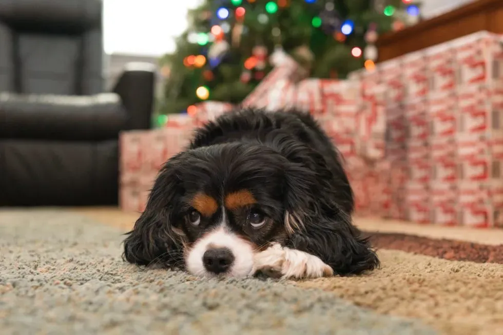 5 Pet Hazards To Be Aware of This Holiday Season