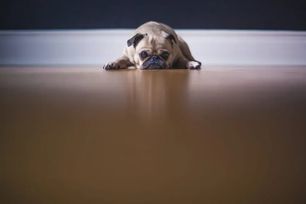 5 Practical Tips to Help Cope With Pet Anxiety
