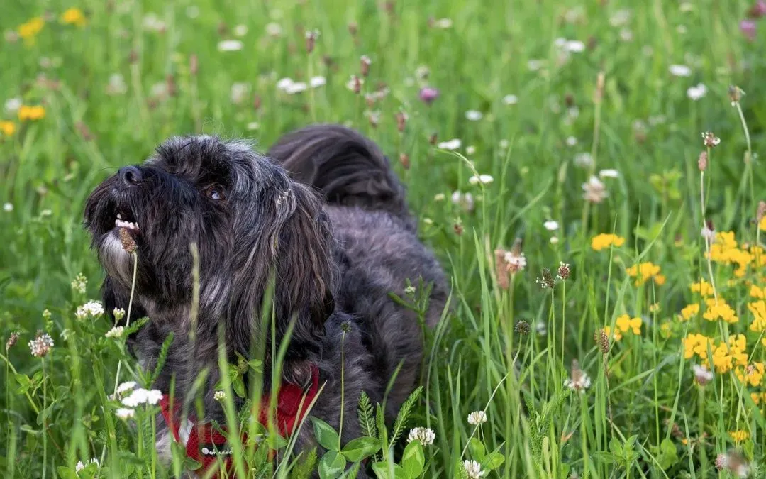 5 Signs of Seasonal Allergies In Pets