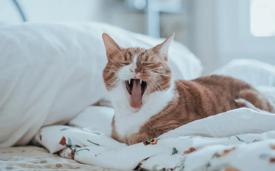 5 Tips to Help Your Pet Take Medication