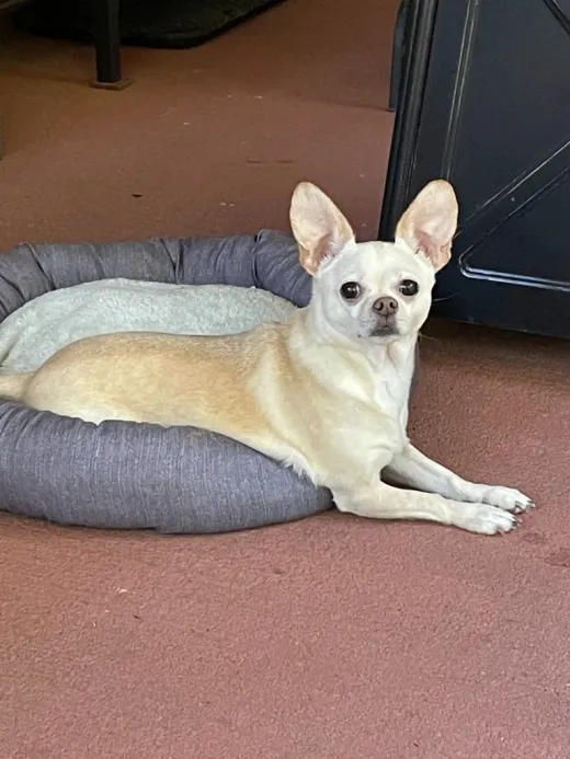 Patient at Fish Creek Animal Hospital: Bella