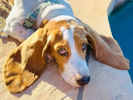 Patient at Fish Creek Animal Hospital: Bentley Laying Down