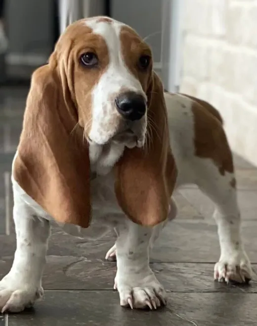 Patient at Fish Creek Animal Hospital: Bentley