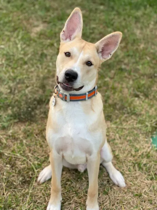 Patient at Fish Creek Animal Hospital: Brodie