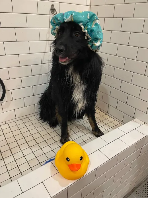 Patient at Fish Creek Animal Hospital: Bubba