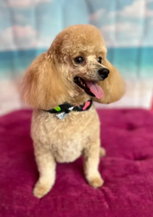 Patient at Fish Creek Animal Hospital: Daisy