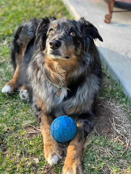 Patient at Fish Creek Animal Hospital: Ellie