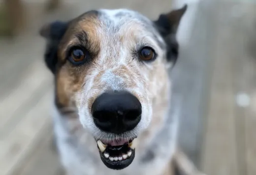 Patient at Fish Creek Animal Hospital: A beloved Fish Creek patient
