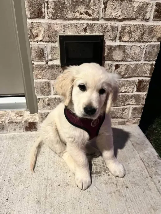 Patient at Fish Creek Animal Hospital: Gruene