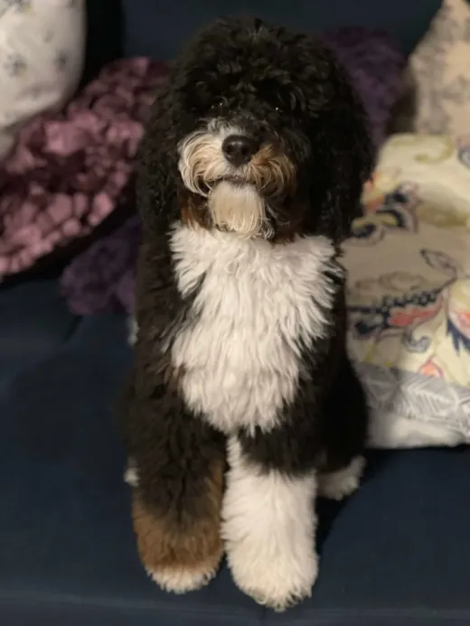 Patient at Fish Creek Animal Hospital: Gryffindor Gryff