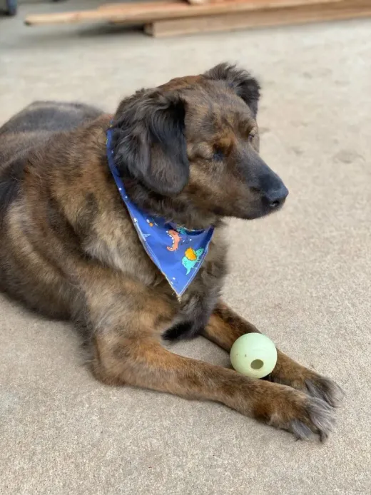 Patient at Fish Creek Animal Hospital: Kieser