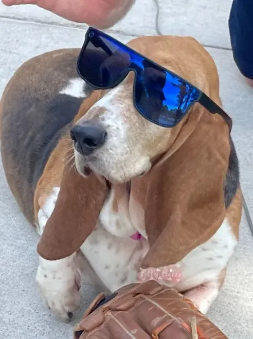 Patient at Fish Creek Animal Hospital: Lilly Belle E