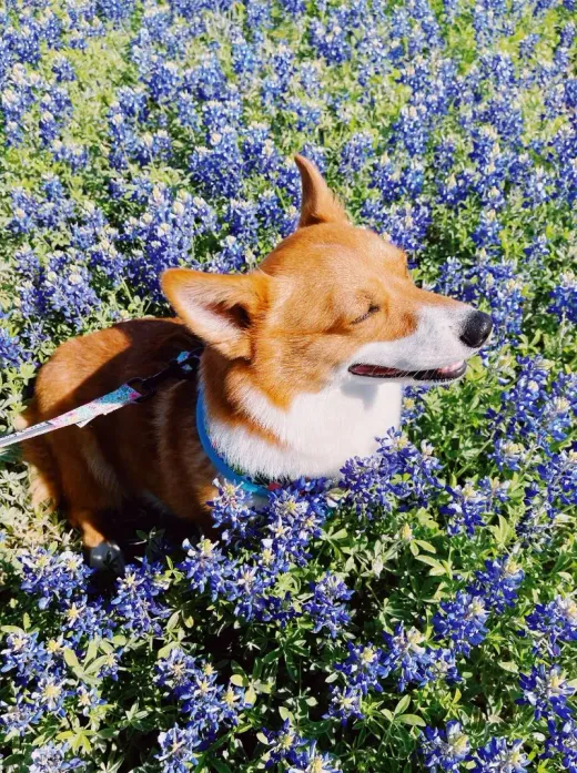 Patient at Fish Creek Animal Hospital: Mango