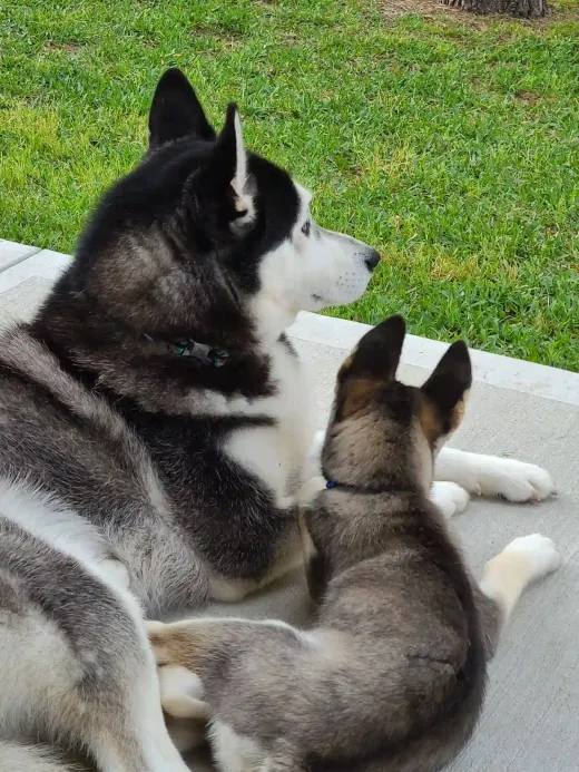 Patient at Fish Creek Animal Hospital: Mikah and Mumble Sitting