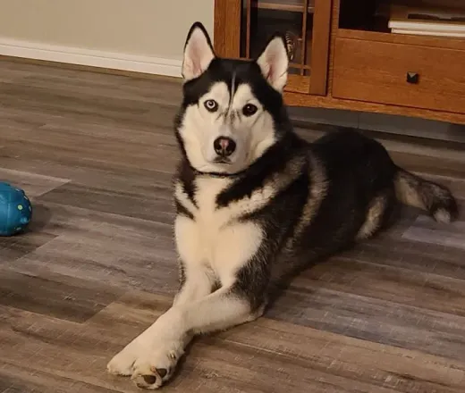 Patient at Fish Creek Animal Hospital: Mikah