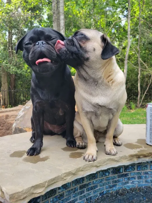 Patient at Fish Creek Animal Hospital: Notorious P. Black and Tupug Sha