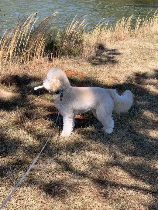 Patient at Fish Creek Animal Hospital: Ollie Beach