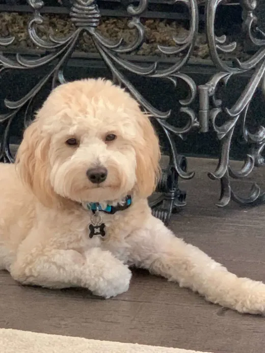 Patient at Fish Creek Animal Hospital: Ollie
