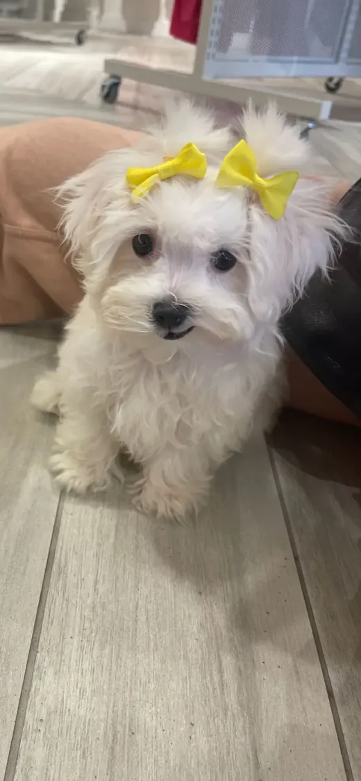 Patient at Fish Creek Animal Hospital: Poppy