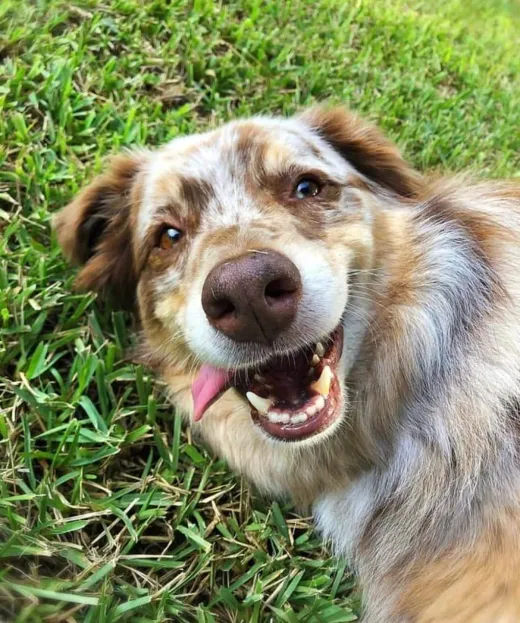 Patient at Fish Creek Animal Hospital: Ripley