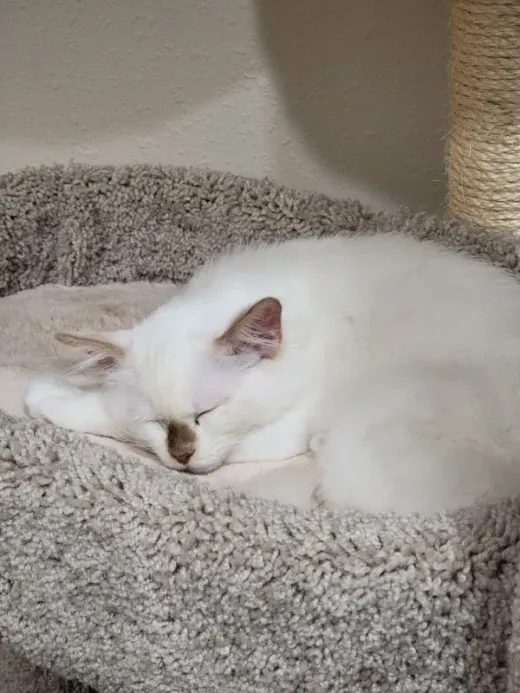 Patient at Fish Creek Animal Hospital: Schuyler