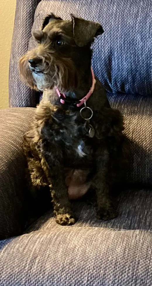Patient at Fish Creek Animal Hospital: Sophie