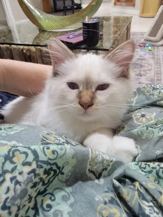 Patient at Fish Creek Animal Hospital: Sterling