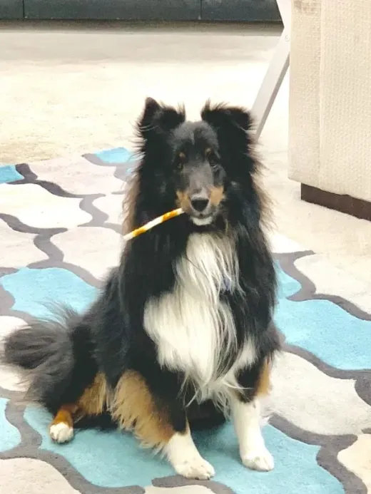 Patient at Fish Creek Animal Hospital: Tanner
