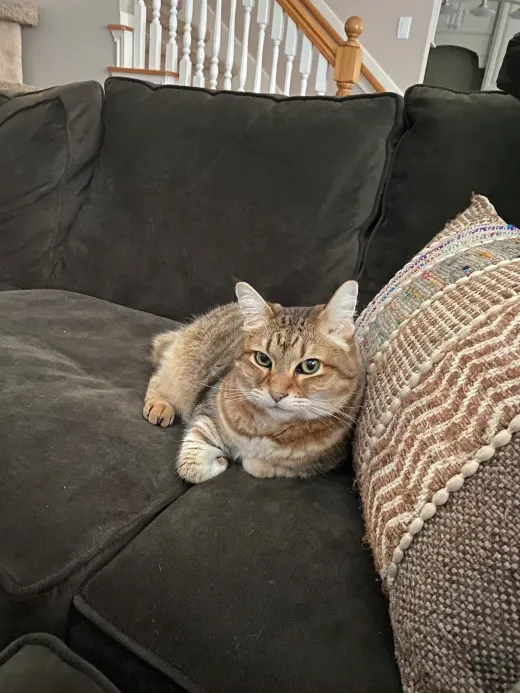 Patient at Fish Creek Animal Hospital: Utopia
