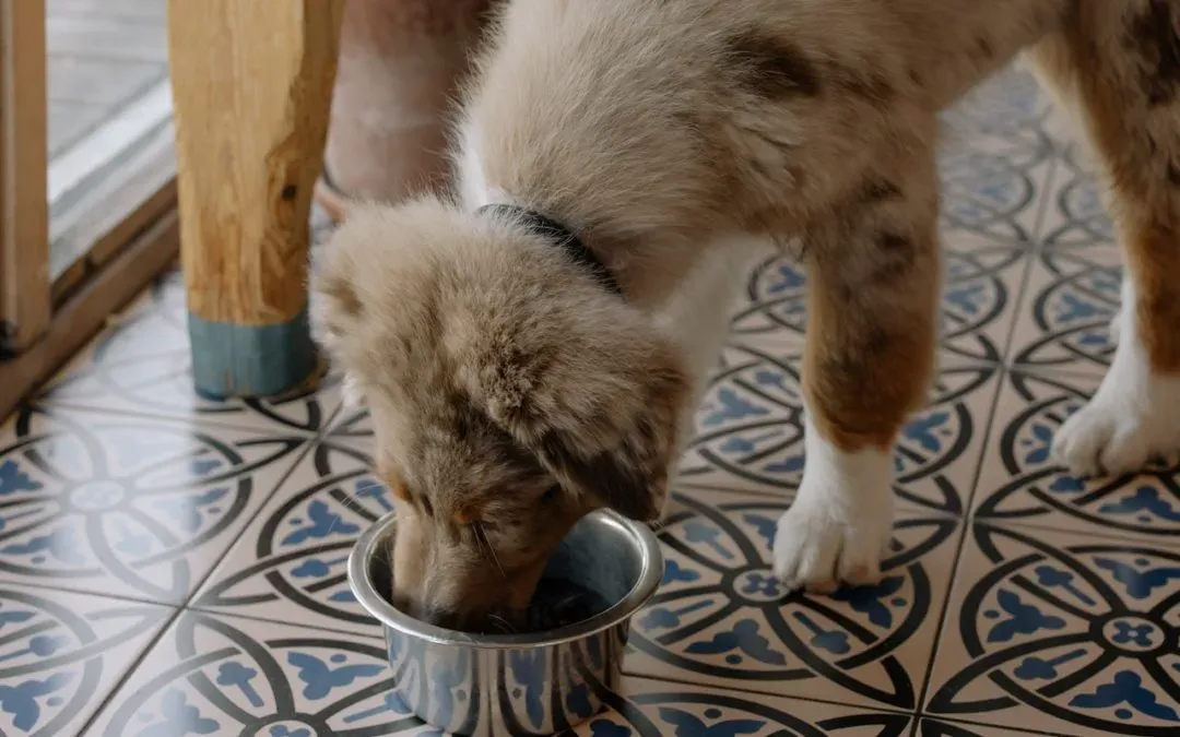 Things to Know When Preparing a Thanksgiving Plate for Your Pet