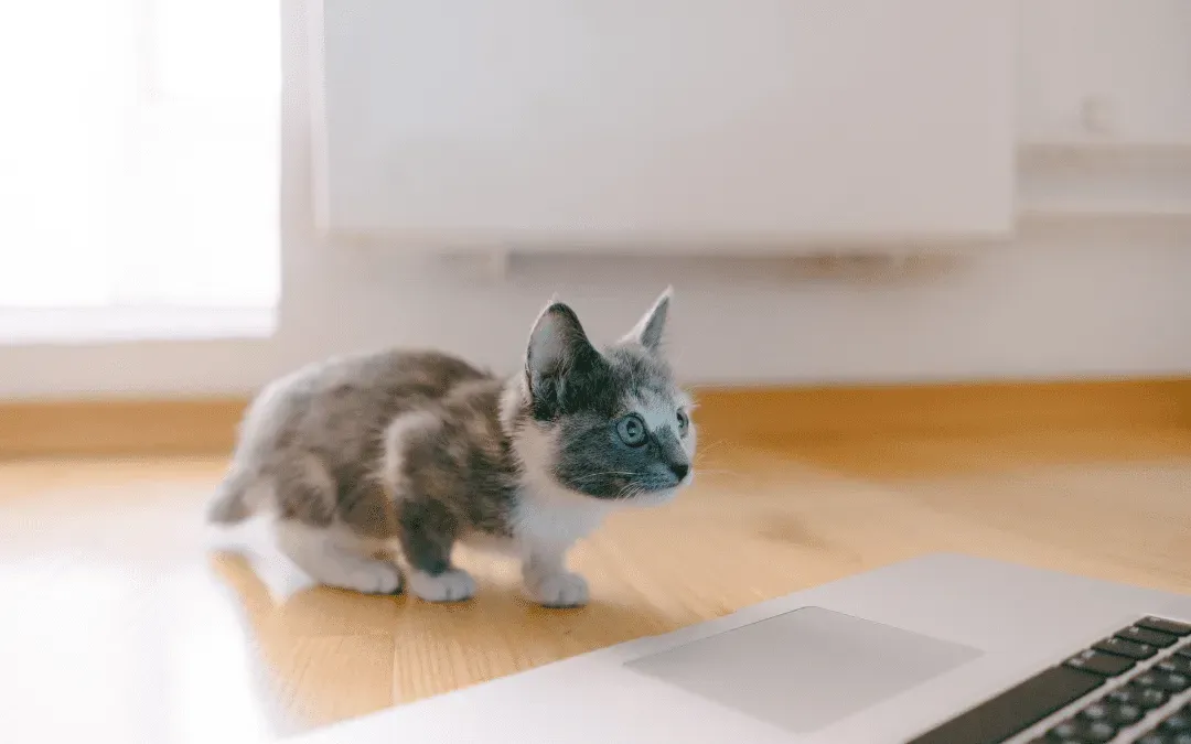 Cat Enrichment Tips