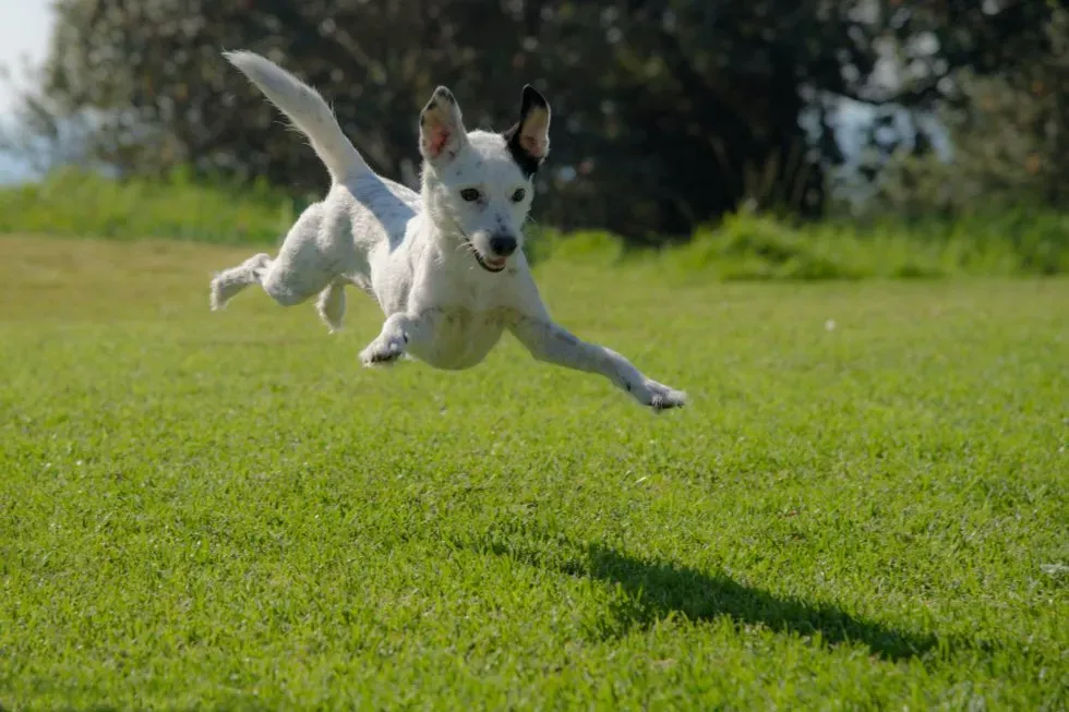 How Much Daily Exercise Your Pet Requires