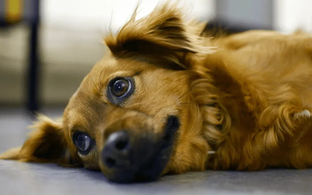 Danger Alert! Common Pet Toxins