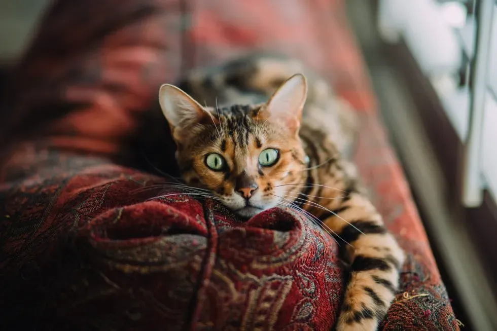 Does My Pet's Limp Require Medical Attention?