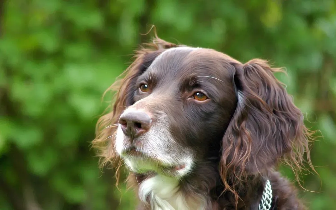 Does Your Dog Have Anxiety?