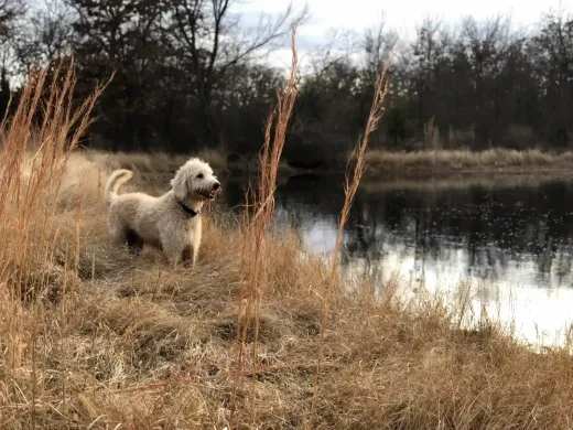 Patient at Fish Creek Animal Hospital: A beloved Fish Creek patient