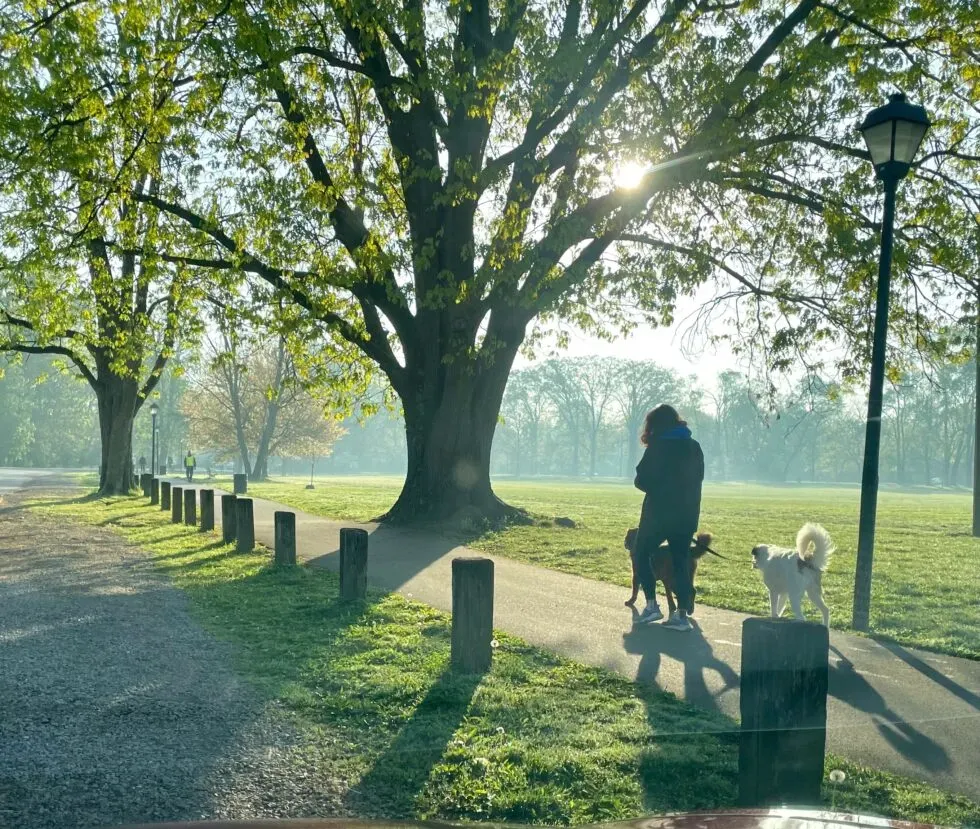 Enjoy the Outdoors with Confidence: Top 4 Dog Park Safety Tips for Responsible Pet Parents