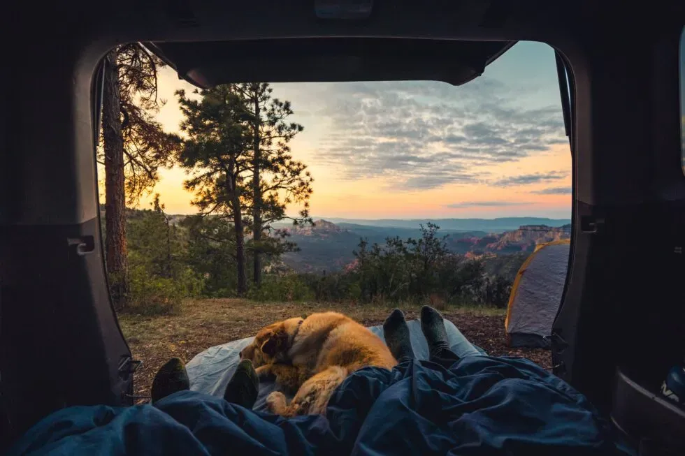 Essential Tips for Camping With Pets