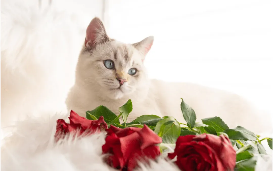 Four Ways To Share Valentine's Day Love With Your Pet