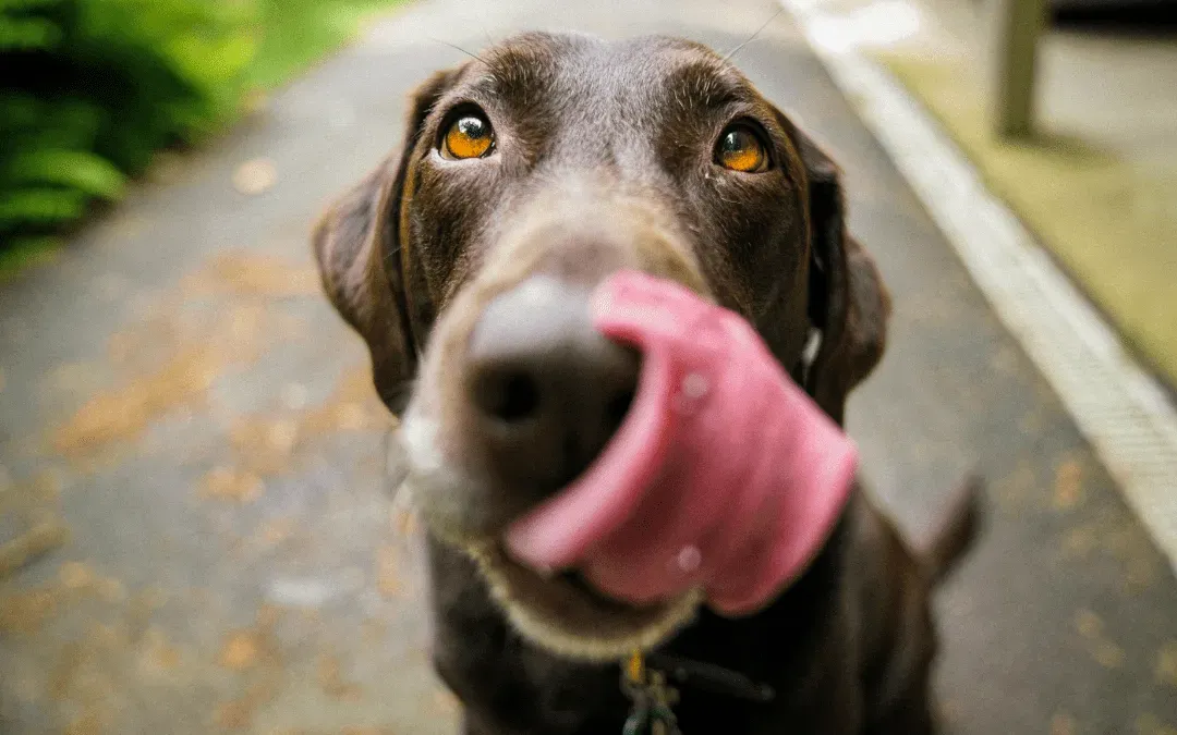 Healthy Thanksgiving for Pets