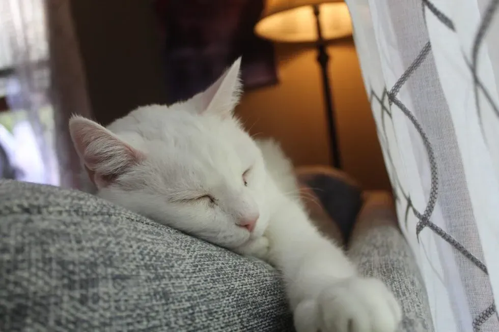 Helping Your Arthritic Cat