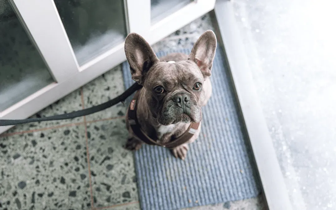 Helping Your Dog Walk Calmly on the Leash