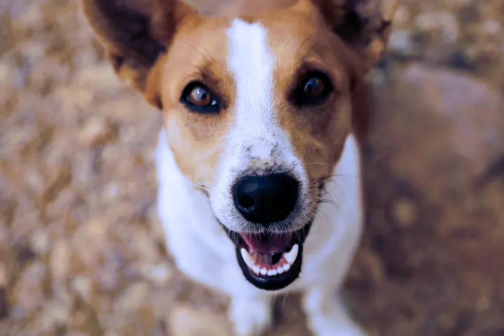 How To Pack a Pet First Aid Kit