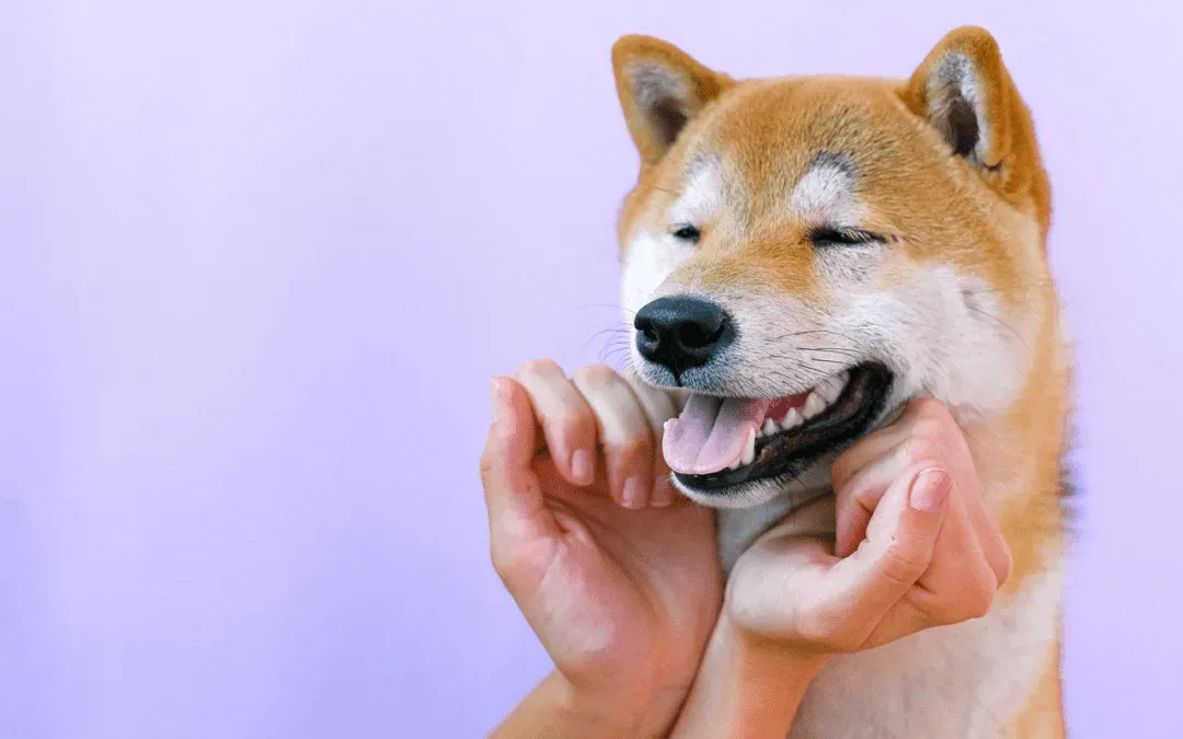 How to Start Brushing Your Pet's Teeth