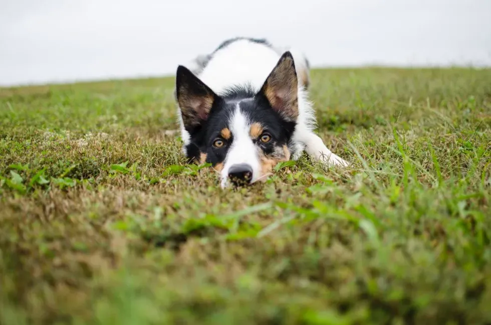 How To Treat Diarrhea in My Dog