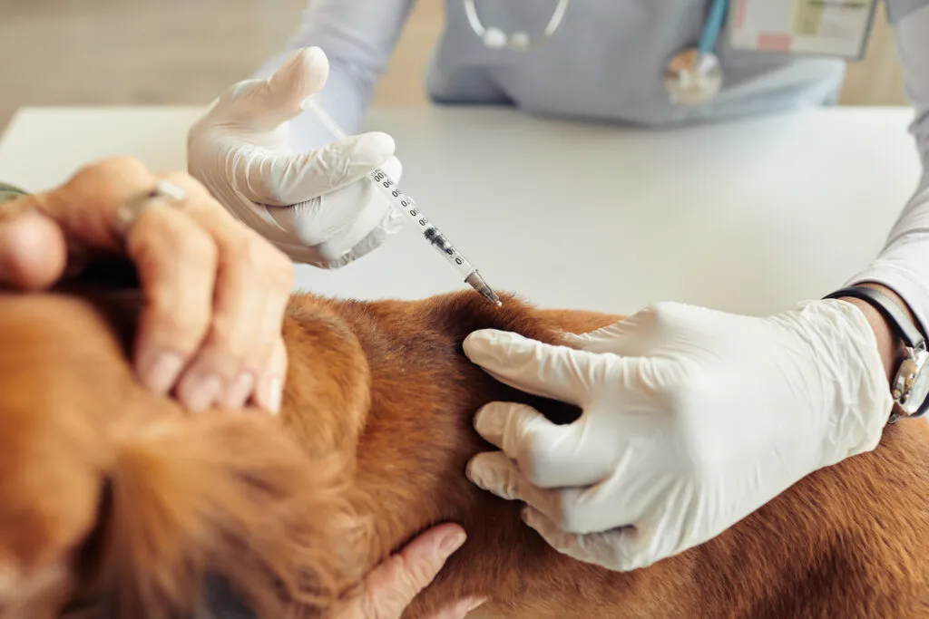 The Importance of Vaccinations: Keeping Your Pet Protected