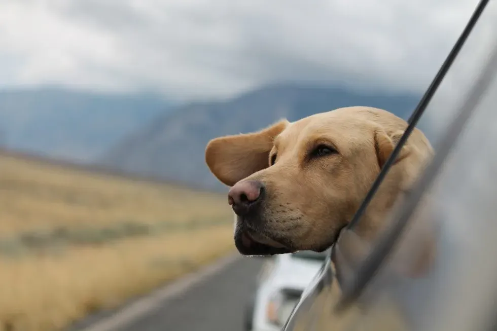 Is it a Good Idea to Bring Your Pet with You On Your Summer Vacation?