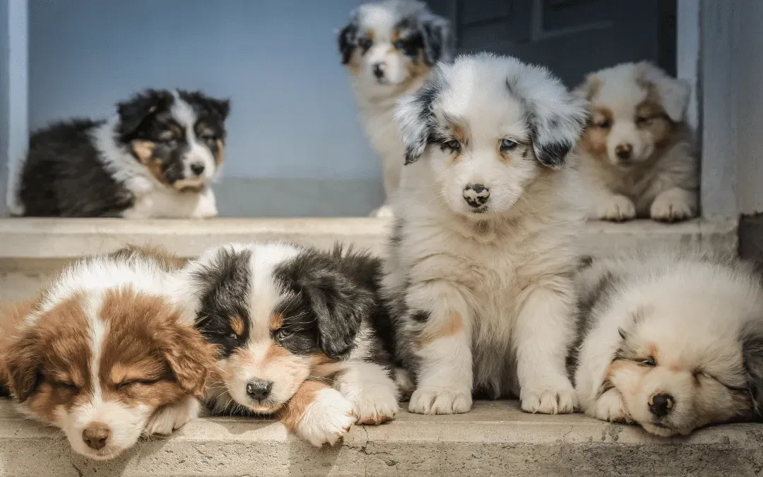 Is Pet Fostering a Good Fit for Your Family?